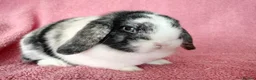 Mini Lop rabbits for sale: Mini lops for sale  - Advert 2