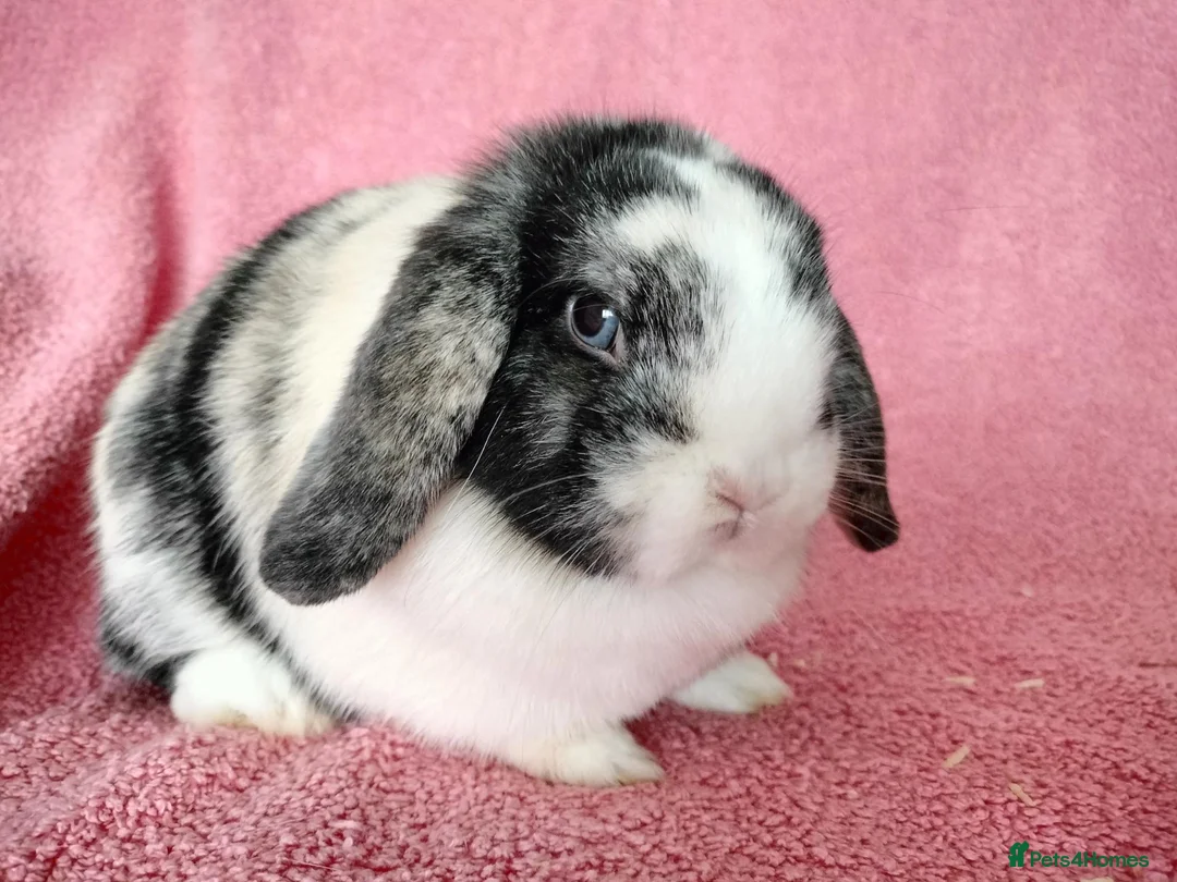 Mini Lop rabbits for sale: Mini lops for sale  - Advert 2