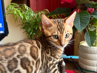 Bengal cats Bengal kittens - Advert 4