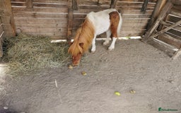 Shetland pony horses for sale: 2 frendly loved shtland felabella, and Shetland  - Image 6