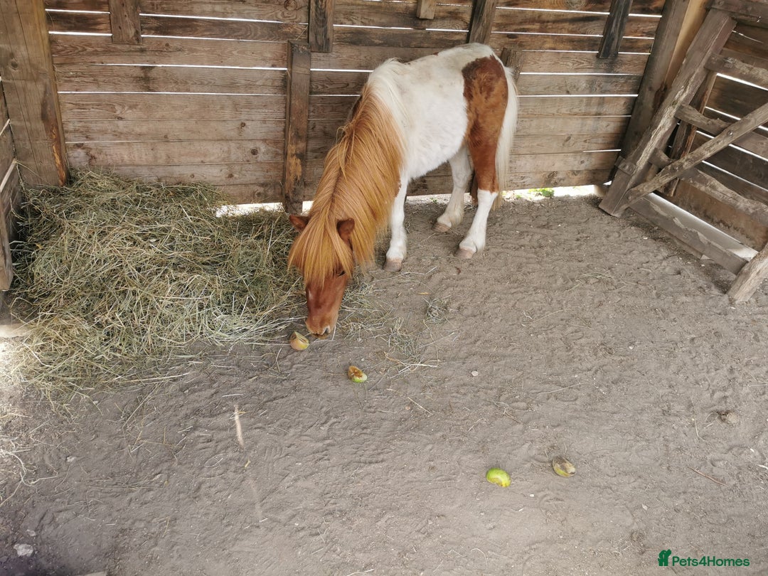 Shetland pony horses for sale: 2 frendly loved shtland felabella, and Shetland  - Image 6