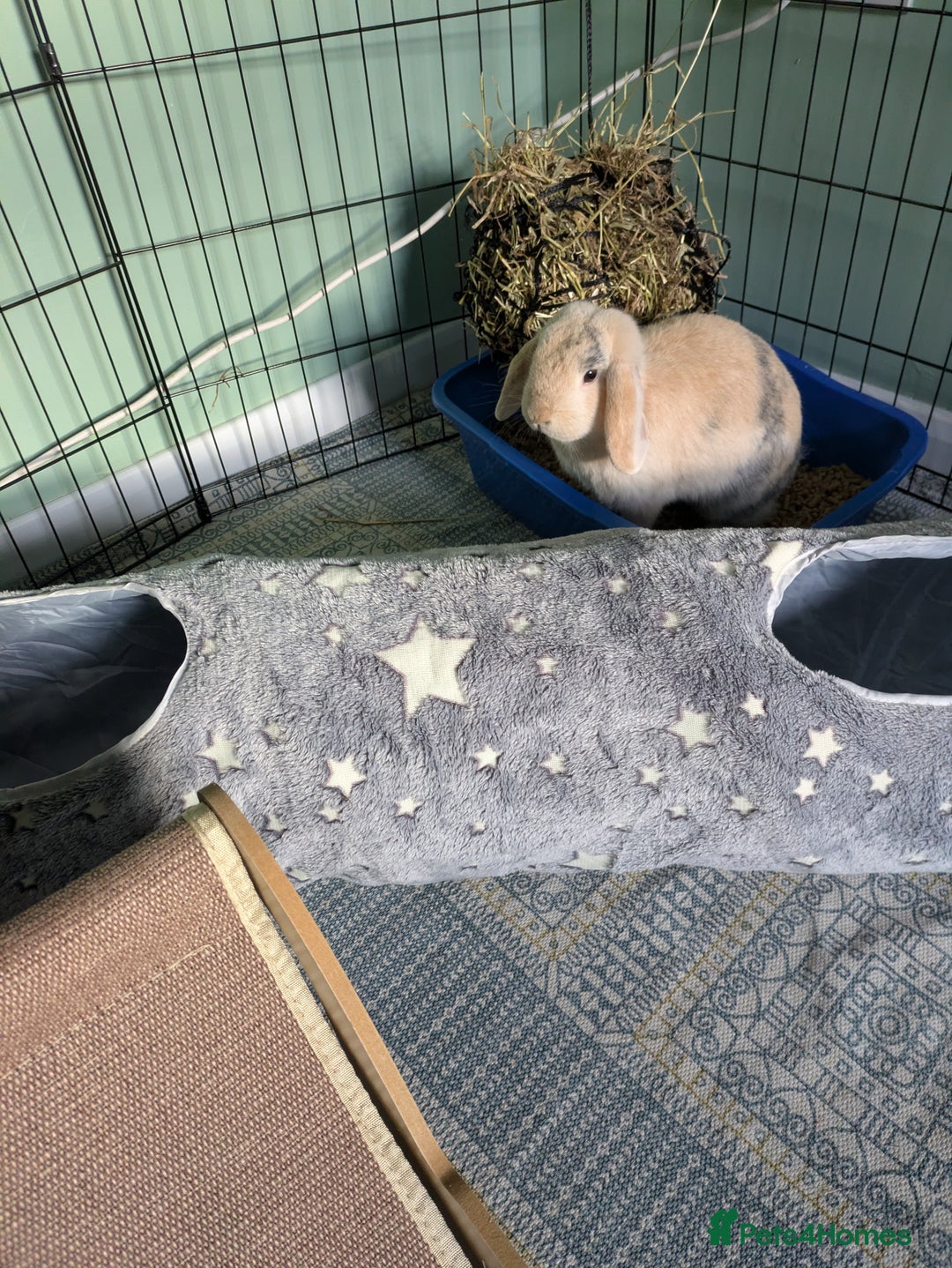Mixed Breed rabbits for sale: Pair of Bonded Rabbits - Advert 2