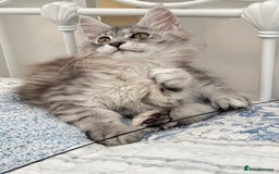 Maine Coon cats for sale: GCCF Pedigree Maine Coon Kittens champion line  - Image 3