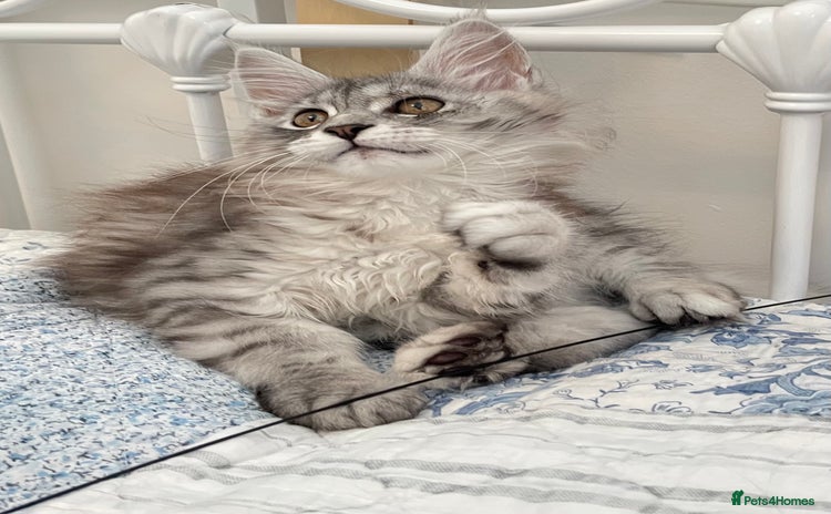 Maine Coon cats - Advert 1