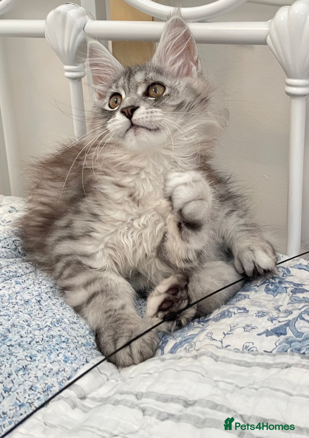 Maine Coon cats for sale: GCCF Pedigree Maine Coon Kittens champion line  - Image 3