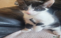 Turkish Angora cats for sale: Pure Turkish Angora - Image 7