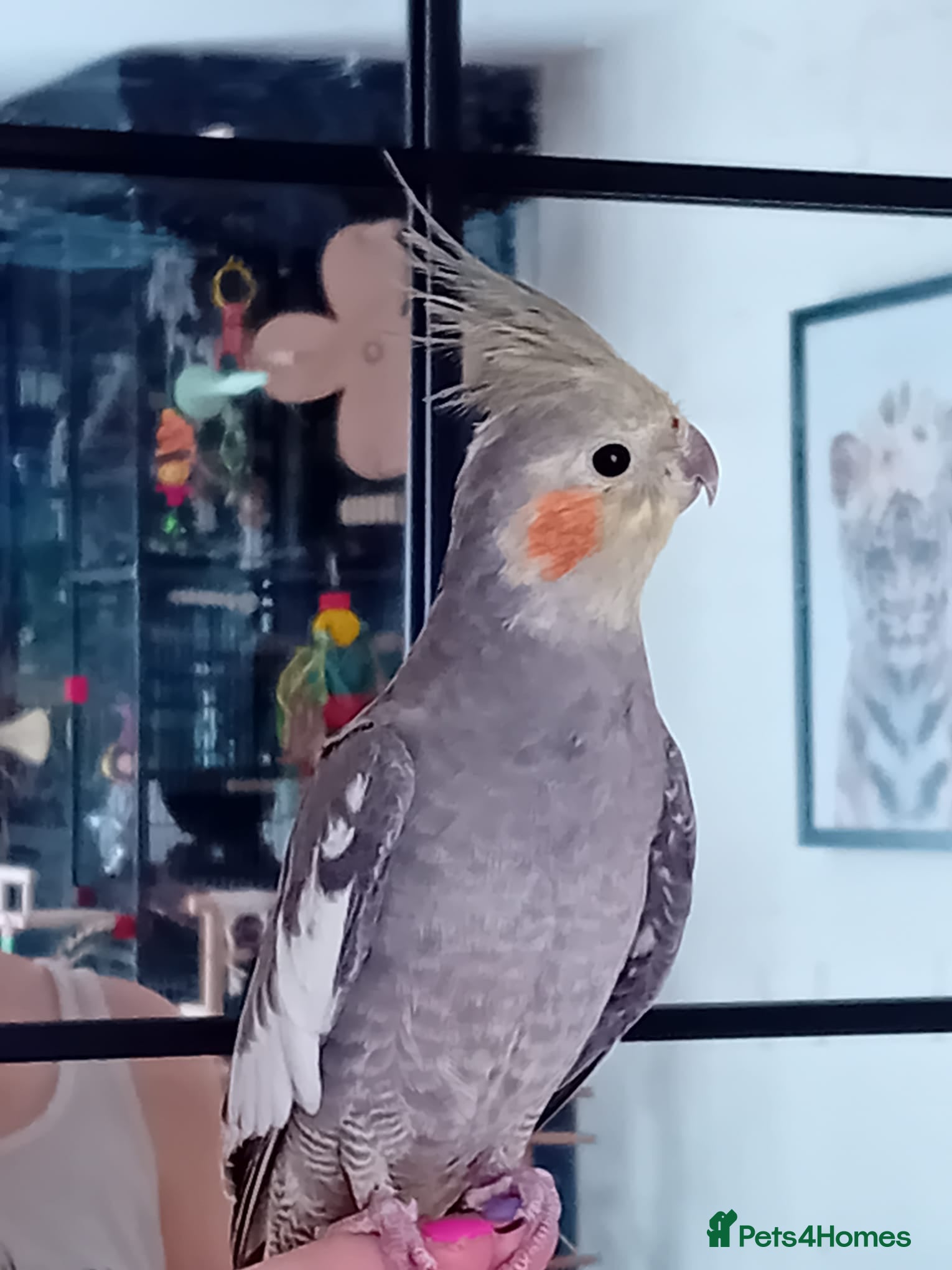Cockatiels birds Male cockatiel for sale - Advert 9