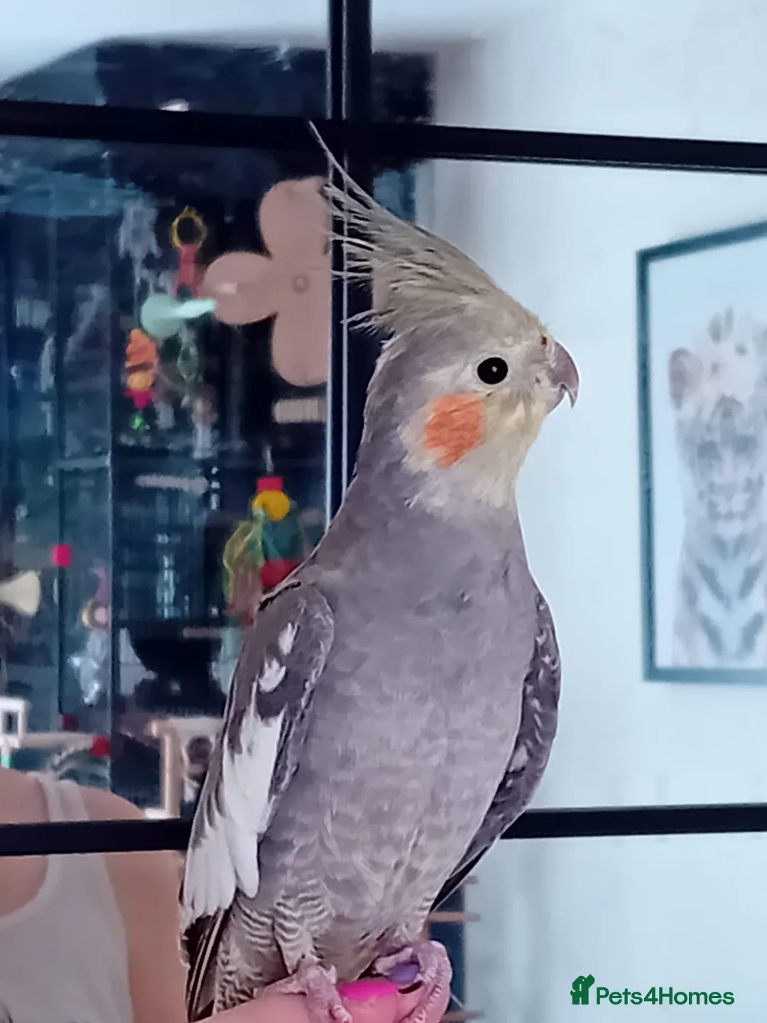 Cockatiels birds for sale: Male cockatiel for sale - Advert 1