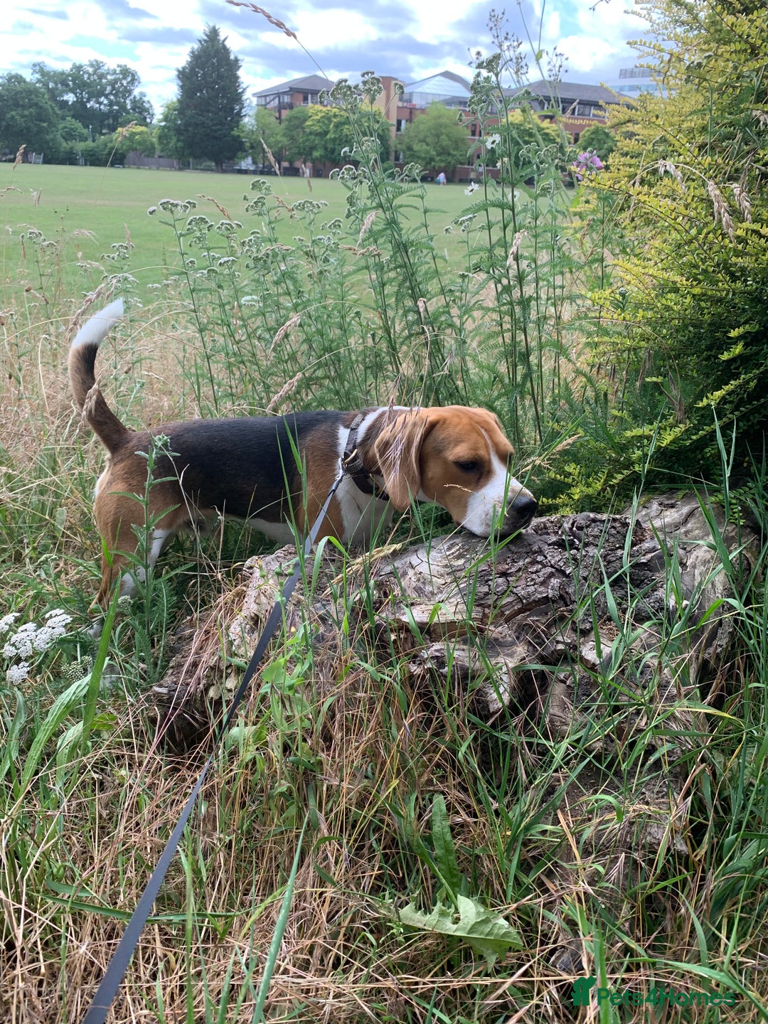 Beagle dogs for sale: Buddy needs lovely new experienced home - Image 4
