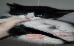 Mixed Breed cats for sale: Kittens ready now  - Image 6