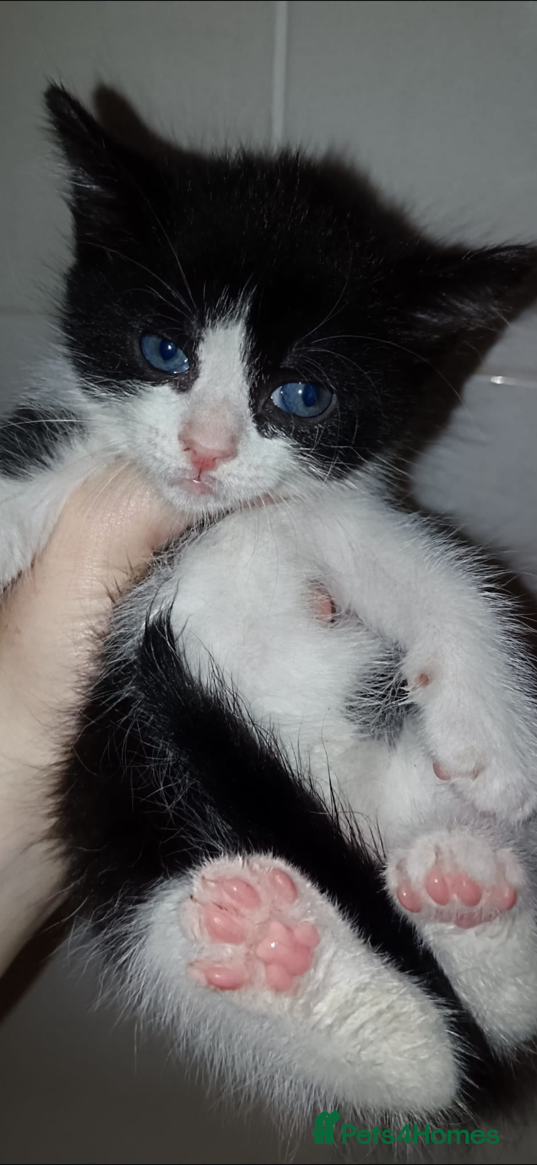 Mixed Breed cats for sale: Kittens ready now  - Image 6