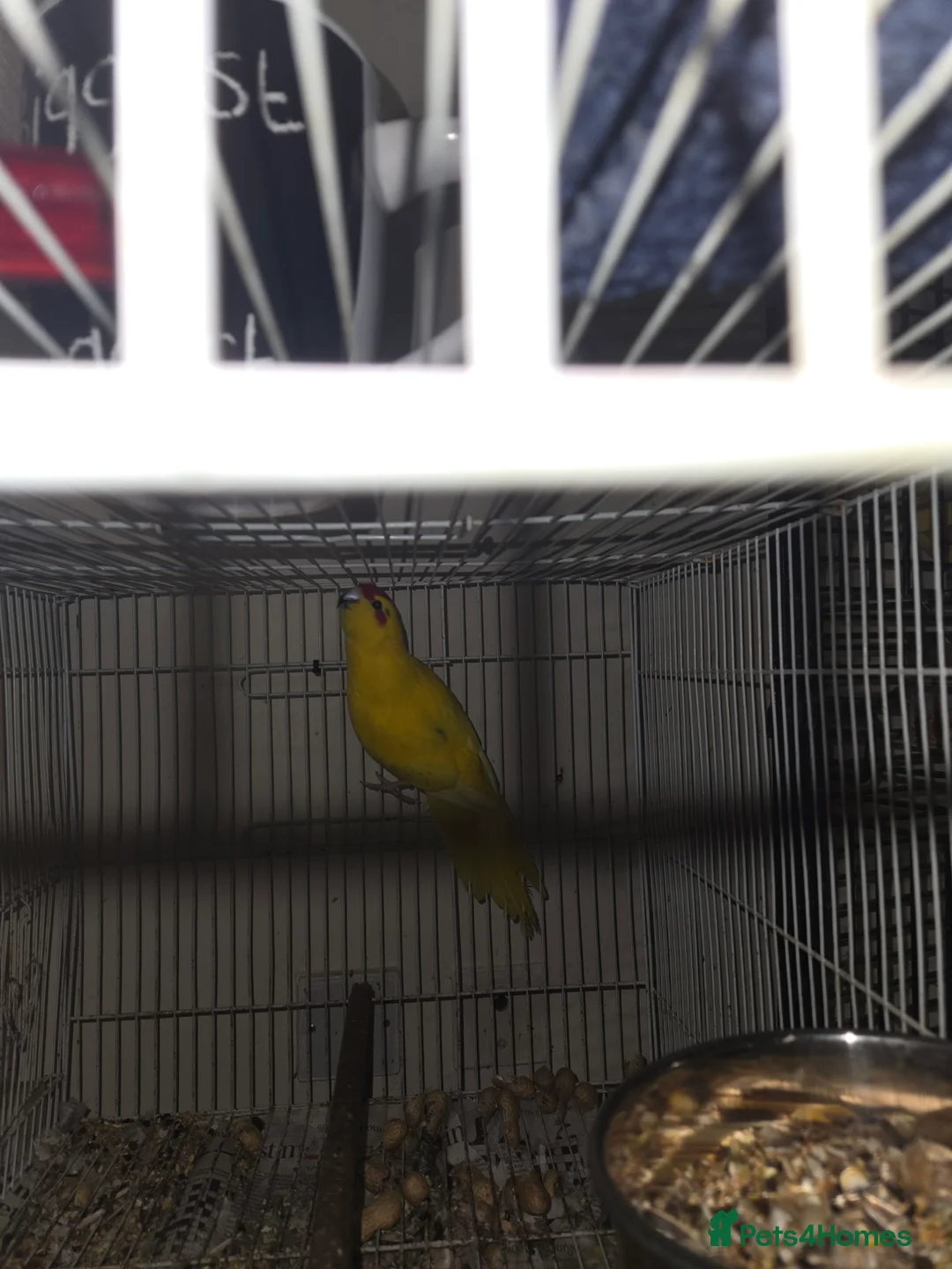 Parakeets birds for sale: Kakariki - Advert 4