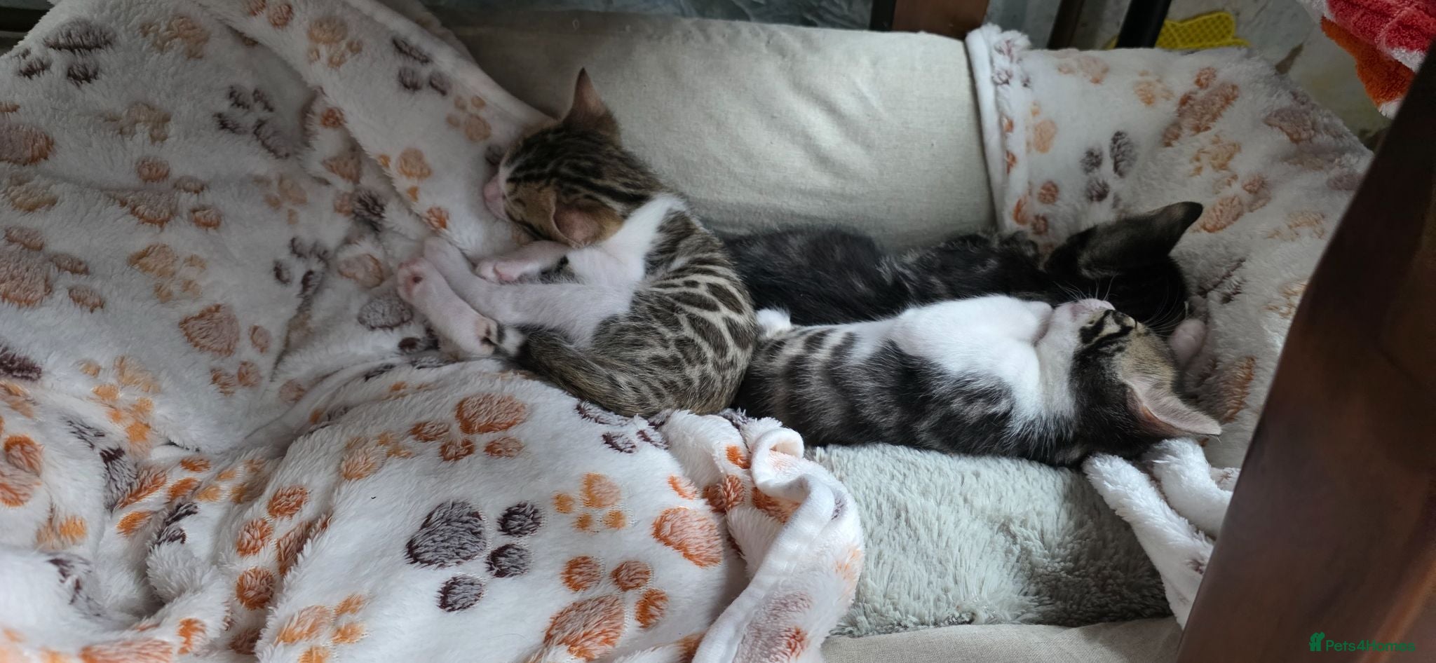 Bengal cats Beautiful Purebred Bengal Kittens Ready Soon - Advert 1