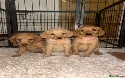 Labradoodle dogs for sale: Miniature Labradoodle puppies - Image 4