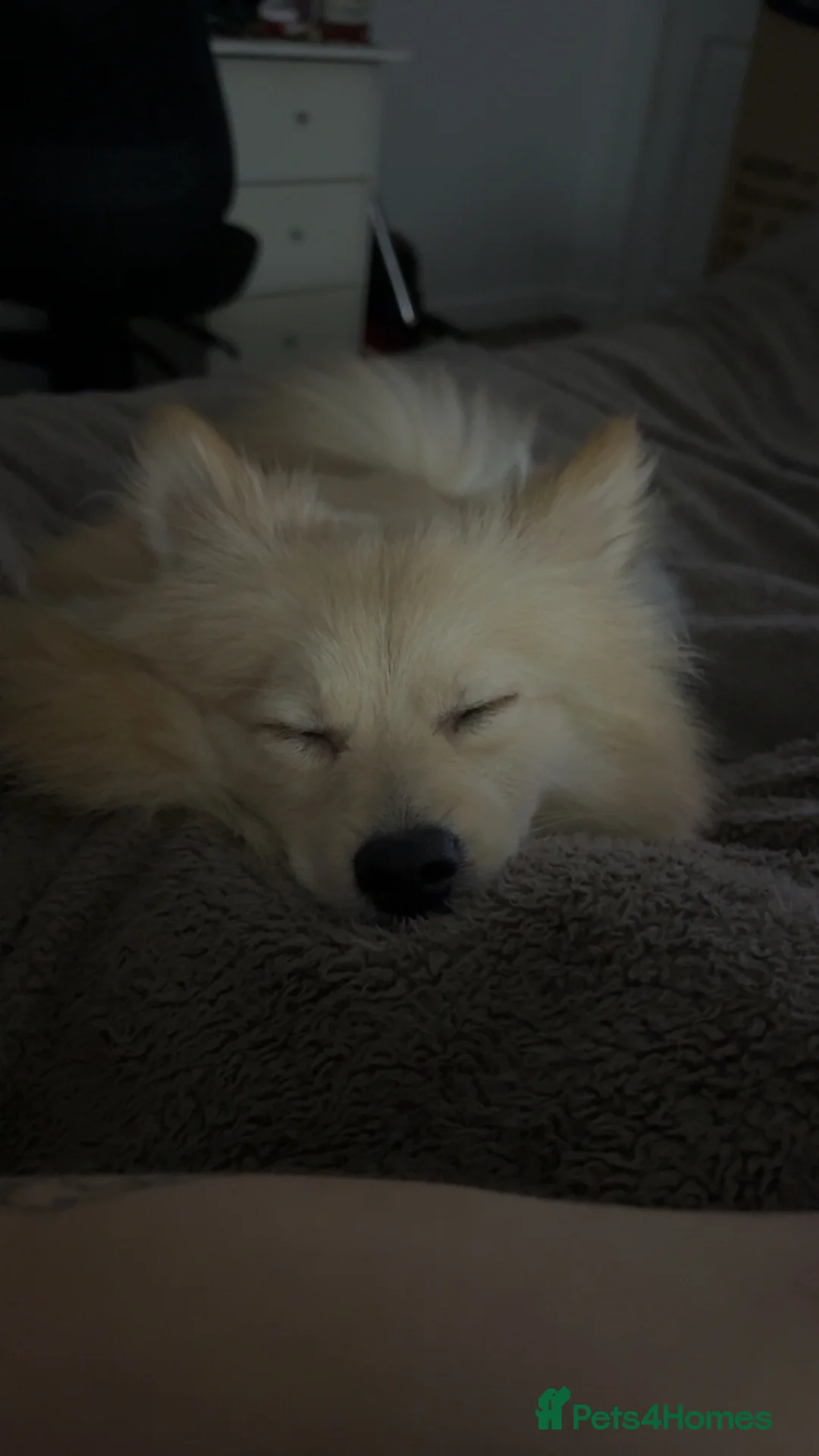 Pomsky dogs for sale: Brody - Advert 3