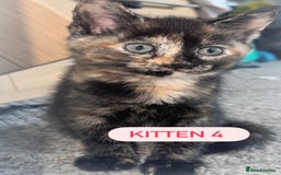 Domestic Shorthair cats for sale: 4 Female Kittens - Image 2