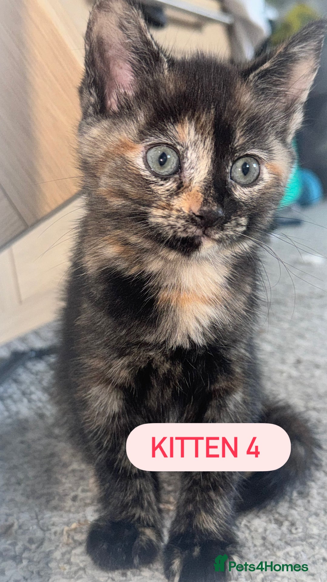 Domestic Shorthair cats for sale: 4 Female Kittens - Image 2
