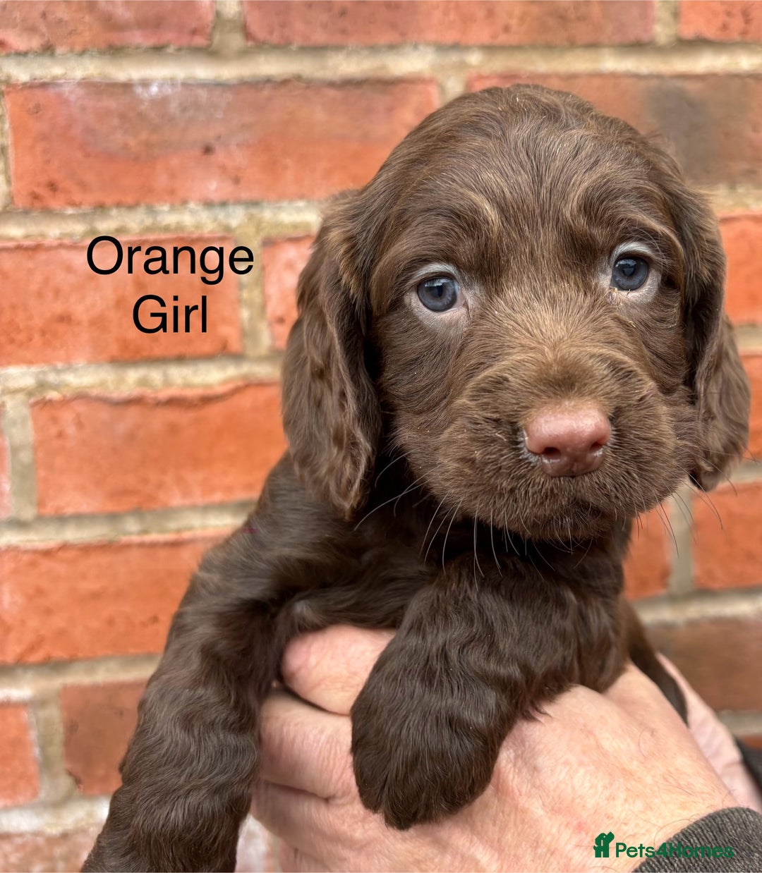 Cocker Spaniel dogs for sale: Quality Cocker Spaniel Puppies - Advert 11