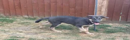 German Shepherd dogs for sale: RARE BLUE GERMAN SHEPHERD PUPPY LASY ONE KC - Advert 5