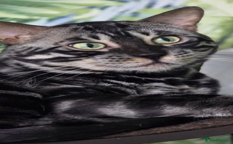 Bengal cats - Advert 2