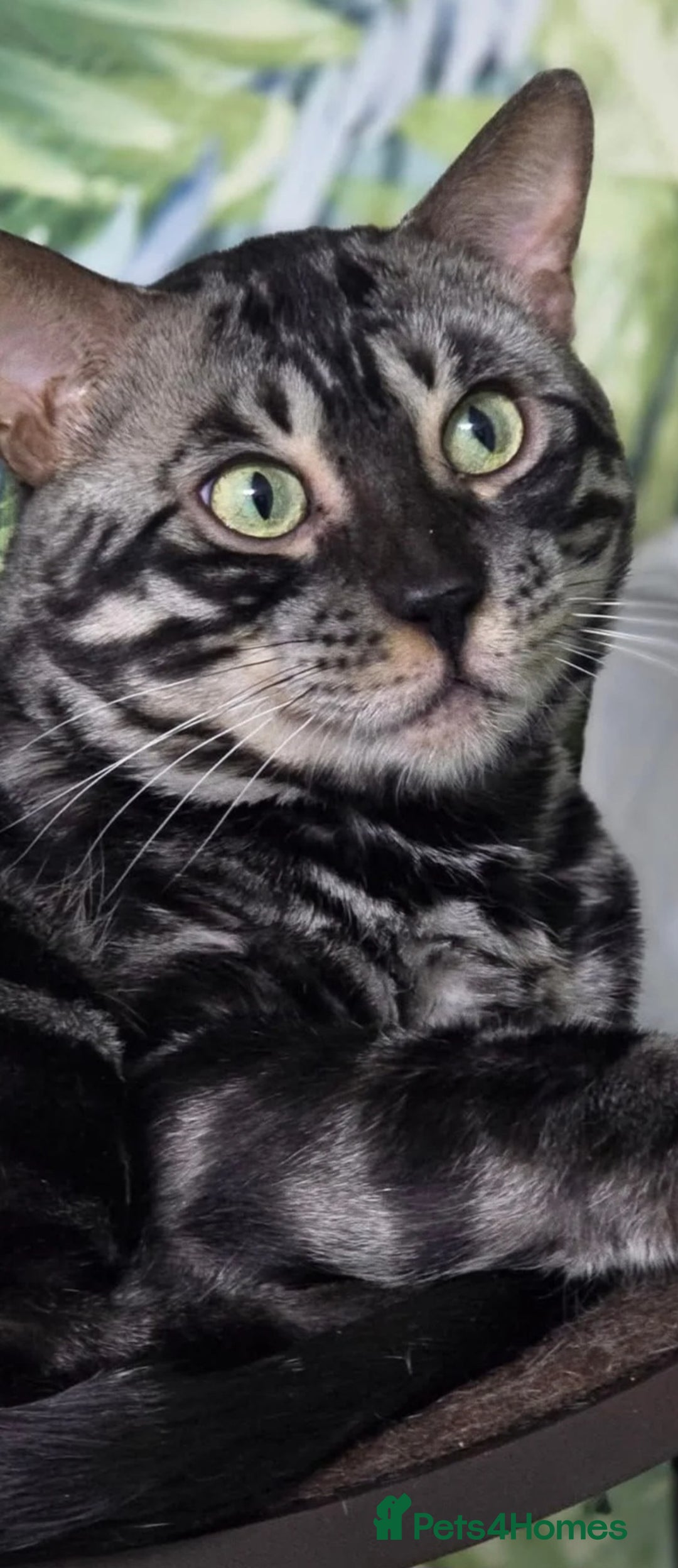 Bengal cats for sale: Big soft boy - Image 1