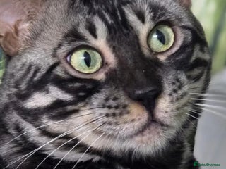 Bengal cats - Advert 6