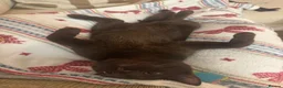 Mixed Breed cats for sale: Chocolate Brown Cat - Reggie/Reg in High Wycombe - Advert 4
