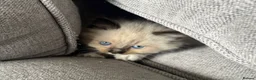 Ragdoll cats for sale: Ragdoll x Domestic Tortoiseshell Shorthair Kittens - Advert 19