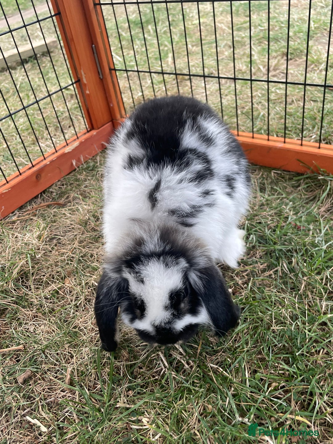 Mini Lop rabbits for sale: Beautiful Mini Lop Babies - Image 5