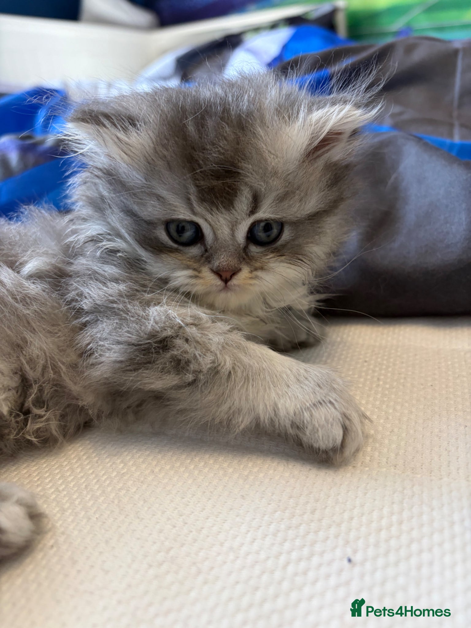 Persian cats Persians - Advert 3