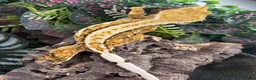 Gecko reptiles for sale: Female Crested gecko - Advert 2
