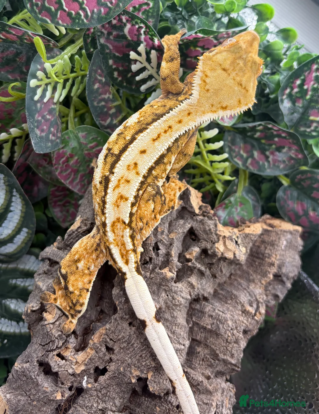 Gecko reptiles for sale: Female Crested gecko - Advert 2