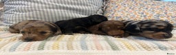Miniature Dachshund dogs for sale: Mini long hair dachshund pups - Advert 6