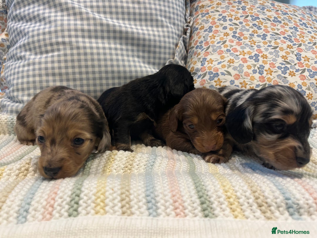 Miniature Dachshund dogs for sale: Mini long hair dachshund pups - Advert 6