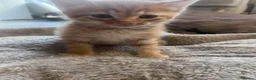 Mixed Breed cats for sale: Stunning 8 week Old Mix Breed kittens - Advert 27