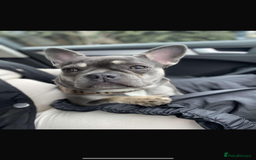 French Bulldog dogs for sale: French bulldog puppies🩷🩵 - Image 12