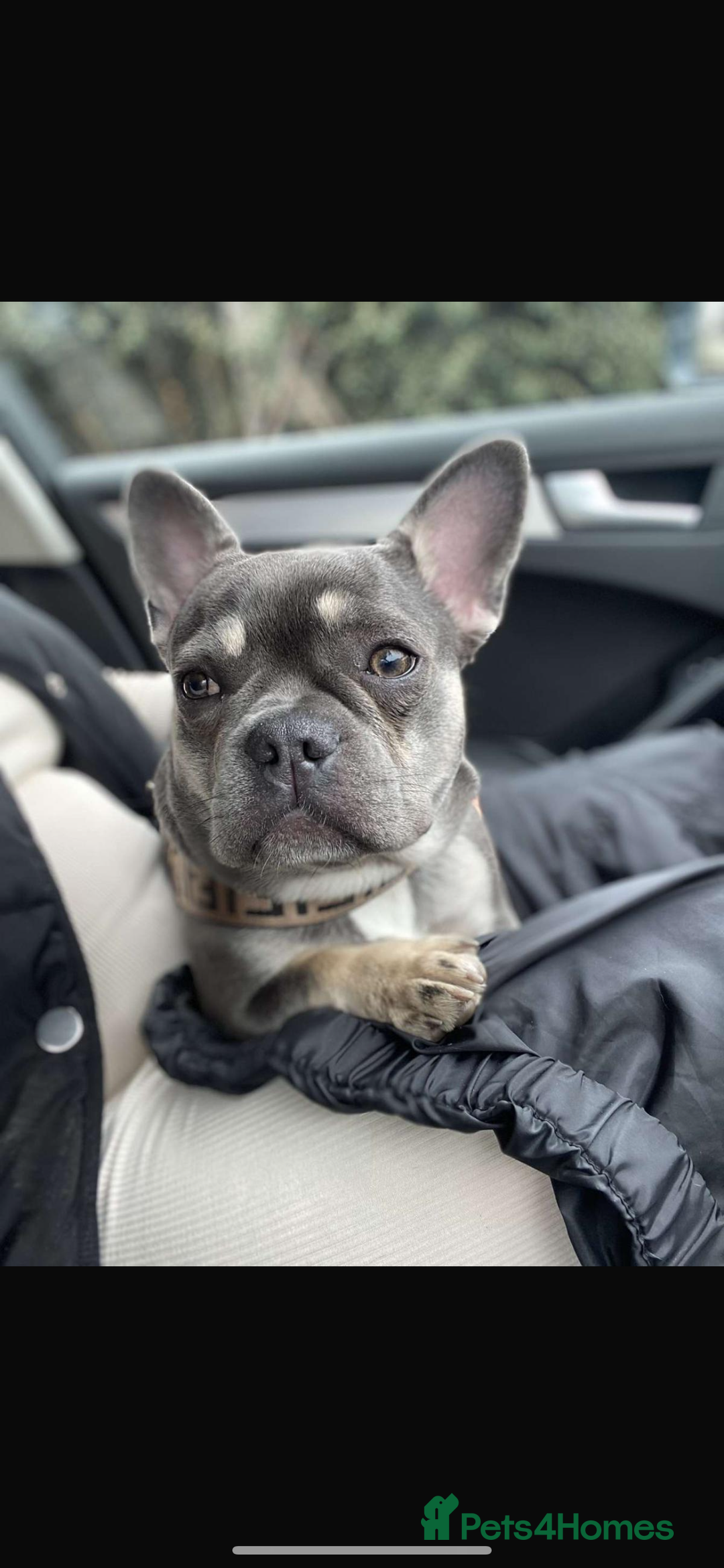 French Bulldog dogs for sale: French bulldog puppies🩷🩵 - Image 12