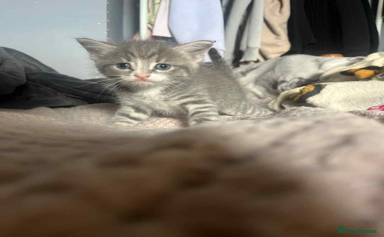 Mixed Breed cats - Advert 1