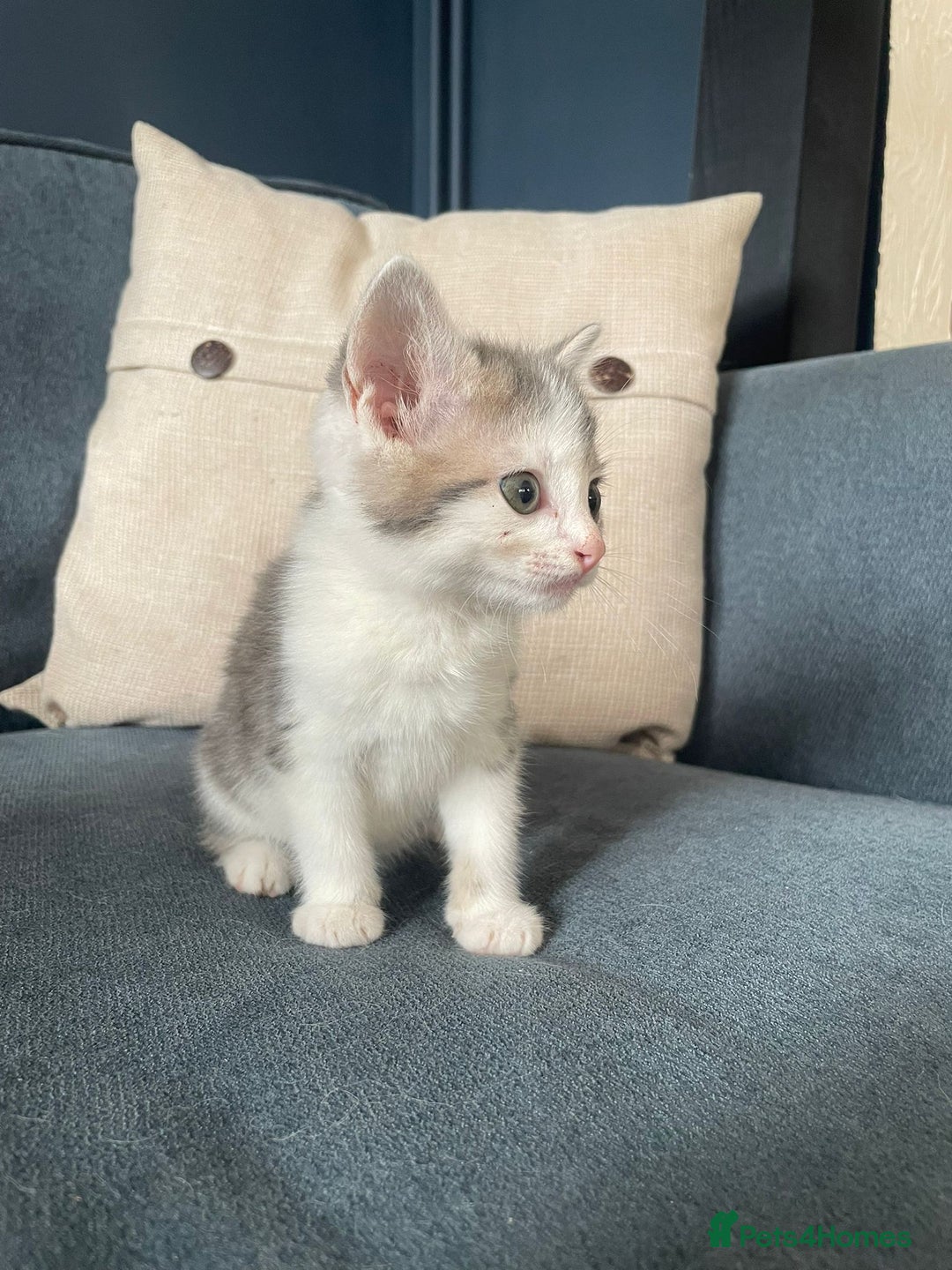 Domestic Shorthair cats for sale: Three beautiful playful kittens. - Image 4