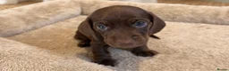 Miniature Dachshund dogs for sale: Miniature Smooth-Haired Dachshund Puppies Puppies in Oxford - Advert 10