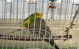Budgerigars birds for sale: Friendly Budgies Looking for a New Home - Advert 10