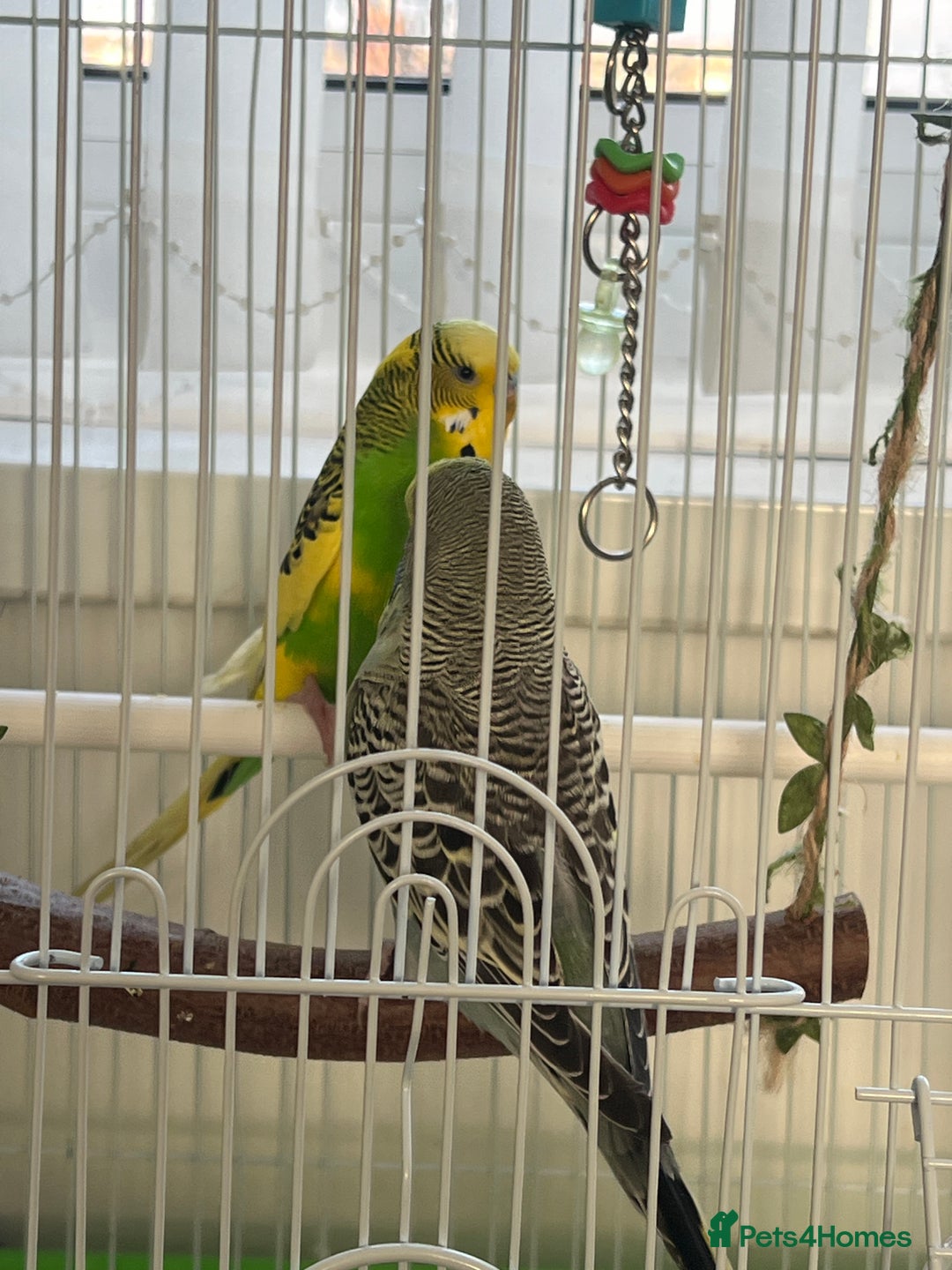 Budgerigars birds for sale: Friendly Budgies Looking for a New Home - Advert 10