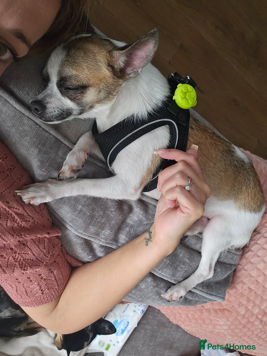 Chihuahua dogs for sale: Female chihuahua  - Image 4