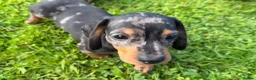 Miniature Dachshund dogs for sale: Gorgeous KC registered Miniature Dachshunds   - Advert 14