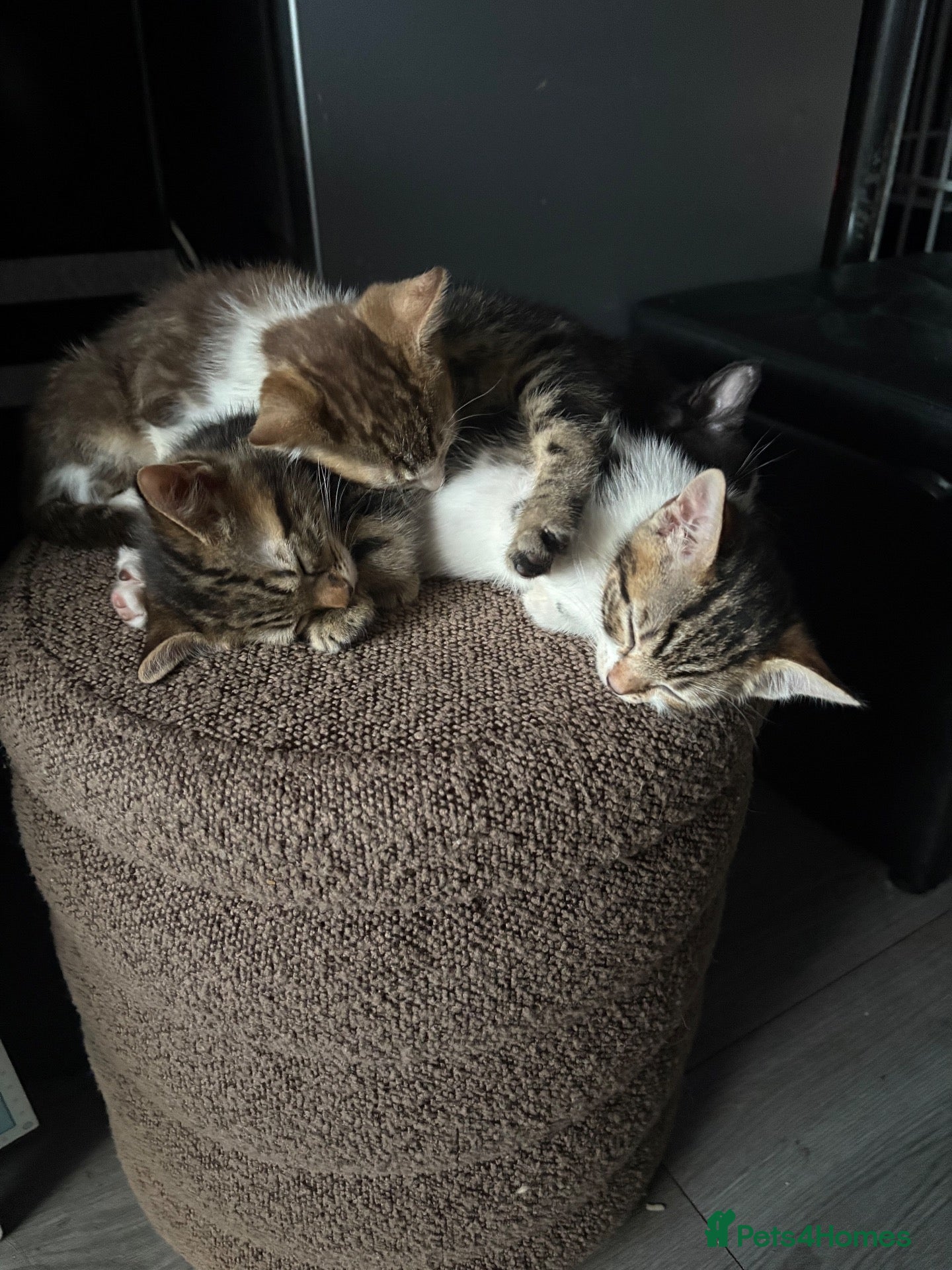 Bengal cats Gorgeous half bengal kittens and lovely Nature - Advert 1
