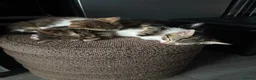 Bengal cats for sale: Gorgeous half bengal kittens and lovely Nature in Blaydon-on-Tyne - Advert 1