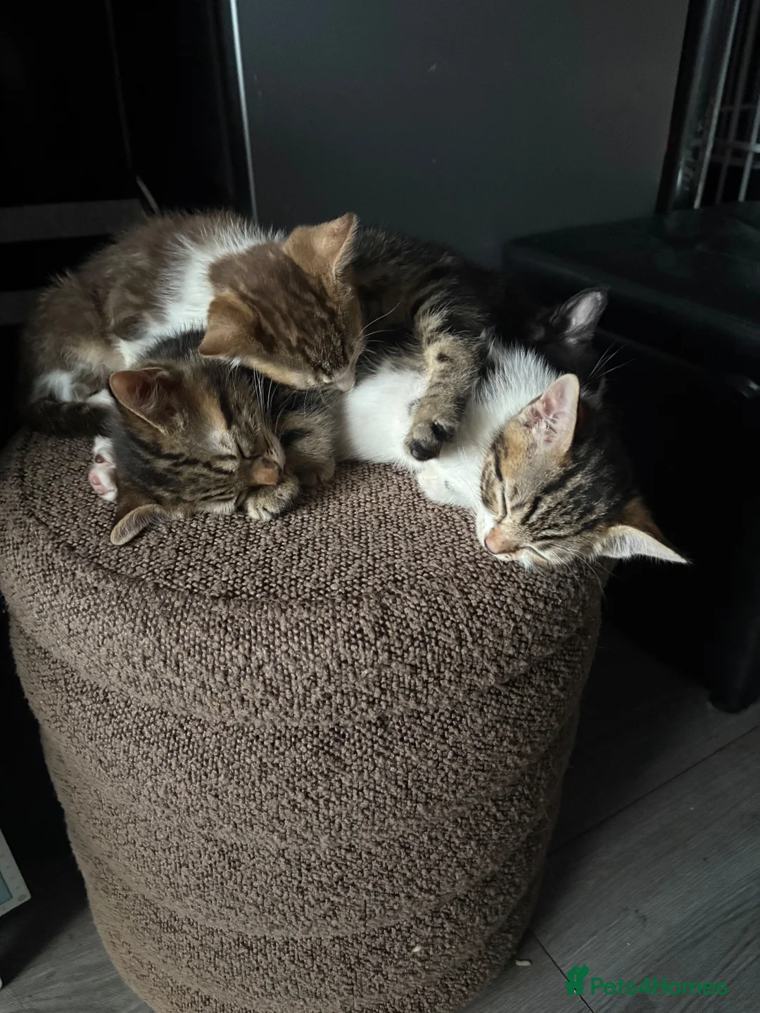Bengal cats for sale: Gorgeous half bengal kittens and lovely Nature in Blaydon-on-Tyne - Advert 1