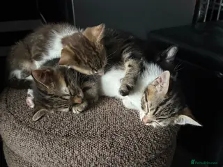 Bengal cats Gorgeous half bengal kittens and lovely Nature - Advert 1