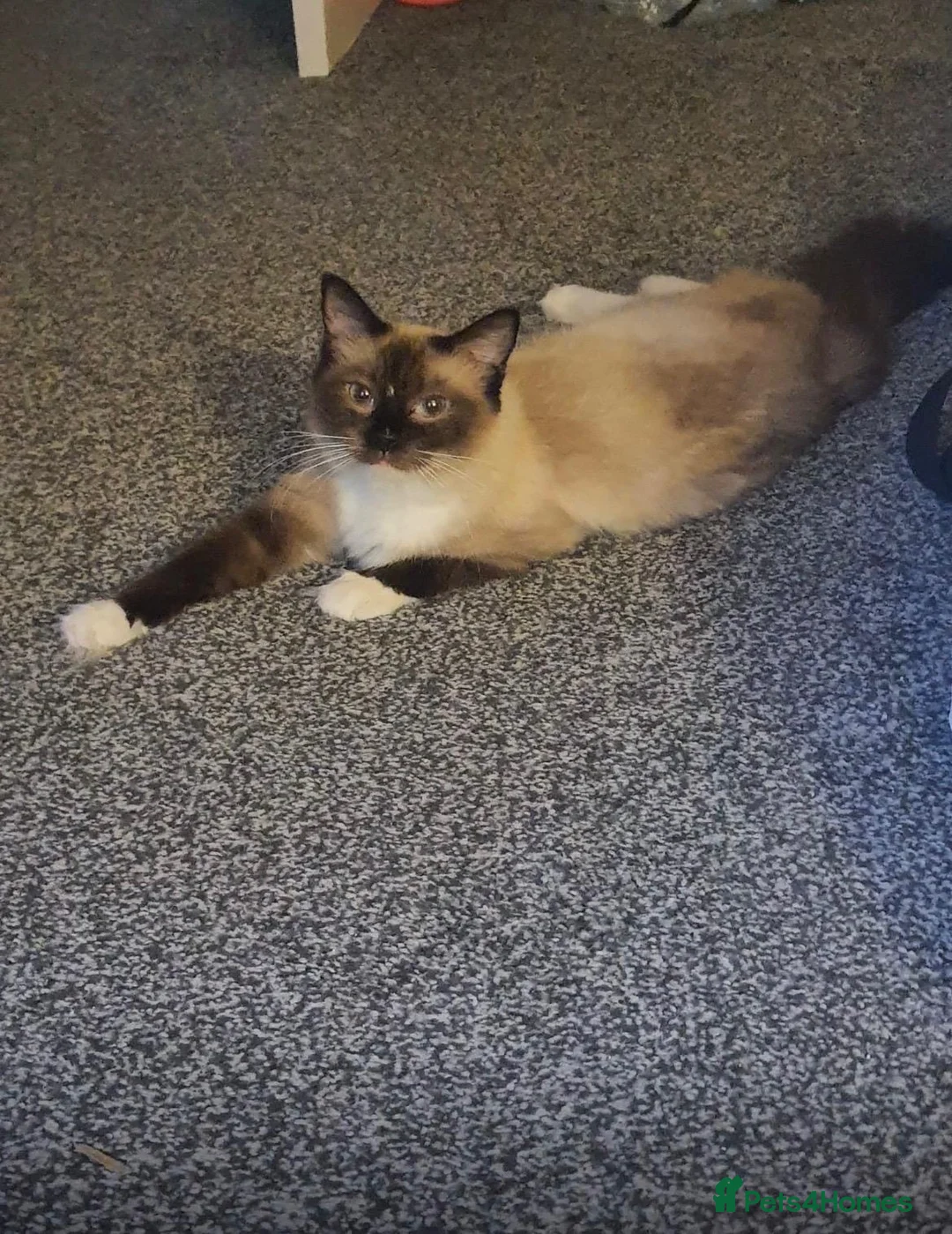 Ragdoll cats for sale: playful male ragdoll kitten - Advert 14