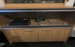 Corn Snake reptiles for sale: Corn snake - Image 3